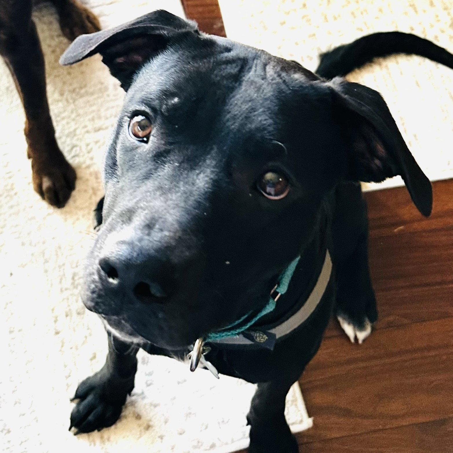 Blacklit Canopy, Adoptable, Adult Female Pit Bull Terrier.