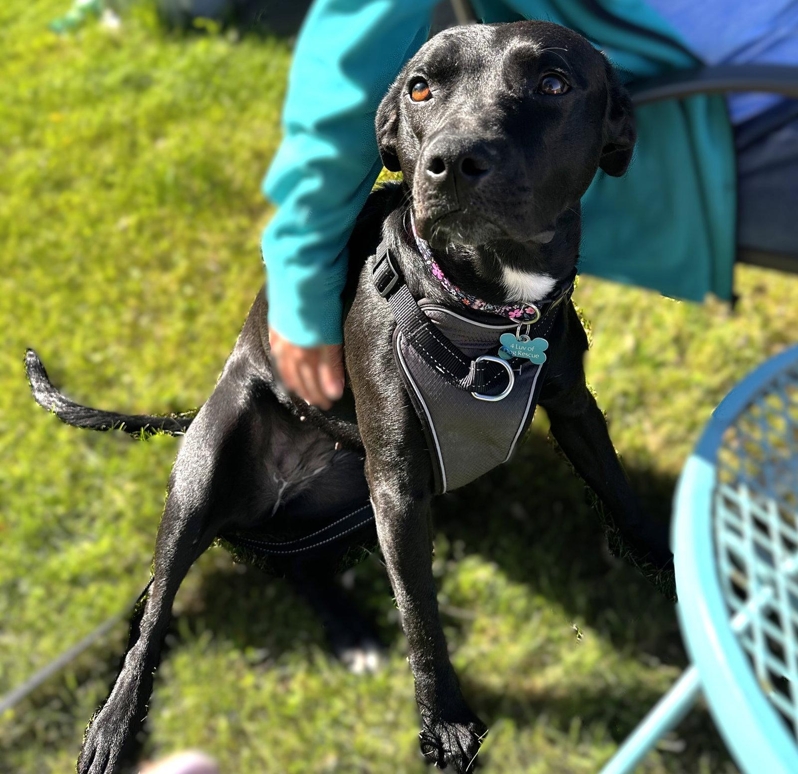 Enlarge Blacklit Canopy, a Adoptable Pit Bull Terrier in Fargo, ND image 2/3
