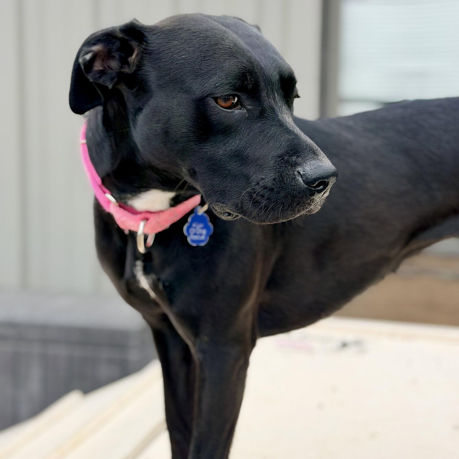 Enlarge Blacklit Canopy, a Adoptable Pit Bull Terrier in Fargo, ND image 1/3