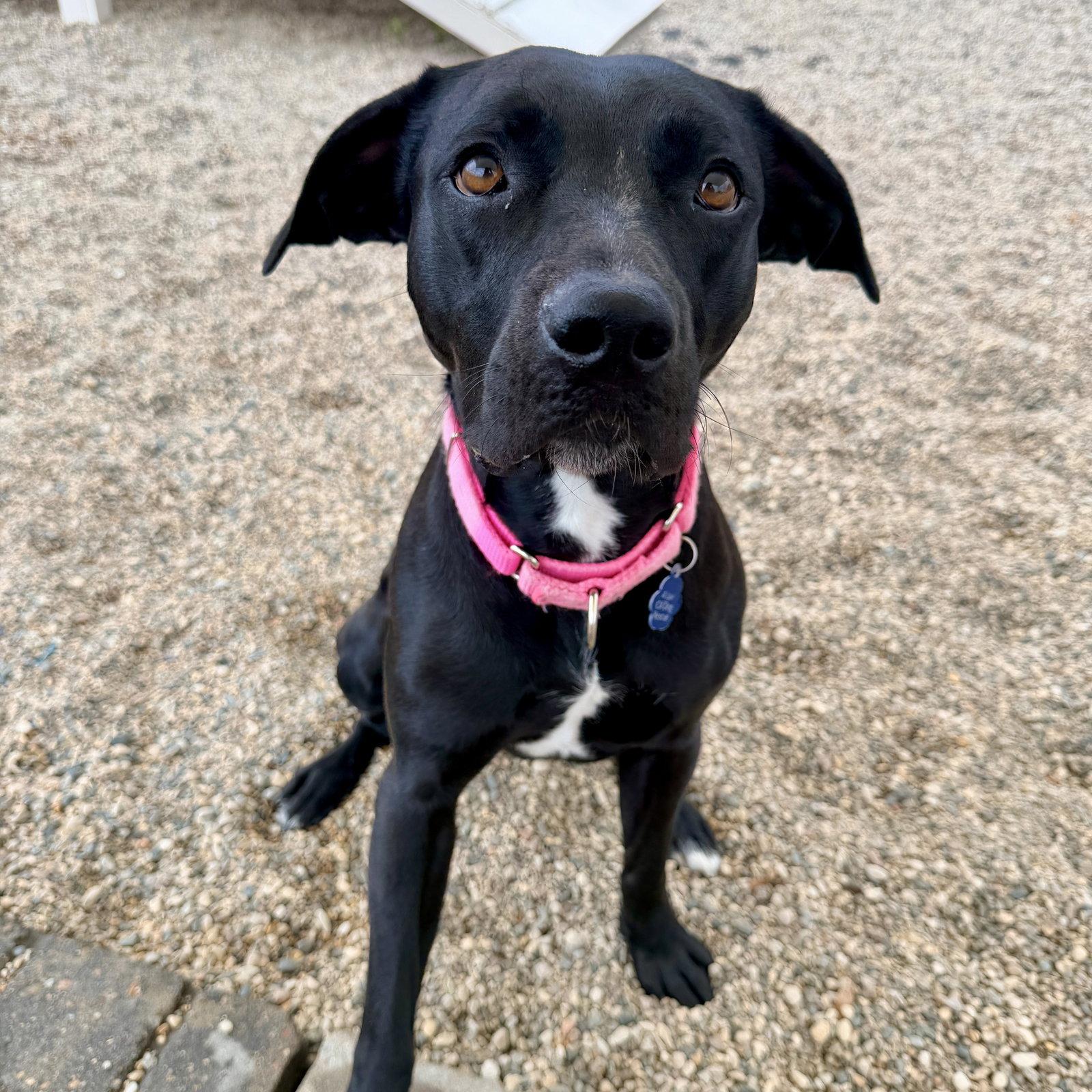 Enlarge Blacklit Canopy, a Adoptable Pit Bull Terrier in Fargo, ND image 3/3
