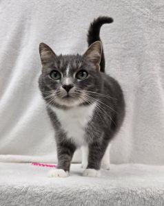 Enlarge Noelle, a ADOPTABLE Domestic Short Hair in Bucyrus, OH image 1/3