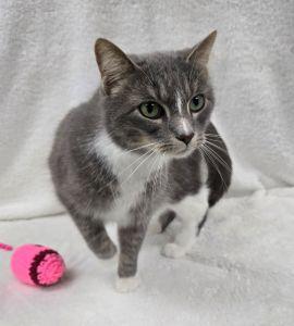 Enlarge Noelle, a ADOPTABLE Domestic Short Hair in Bucyrus, OH image 2/3