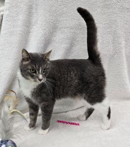 Enlarge Noelle, a ADOPTABLE Domestic Short Hair in Bucyrus, OH image 3/3