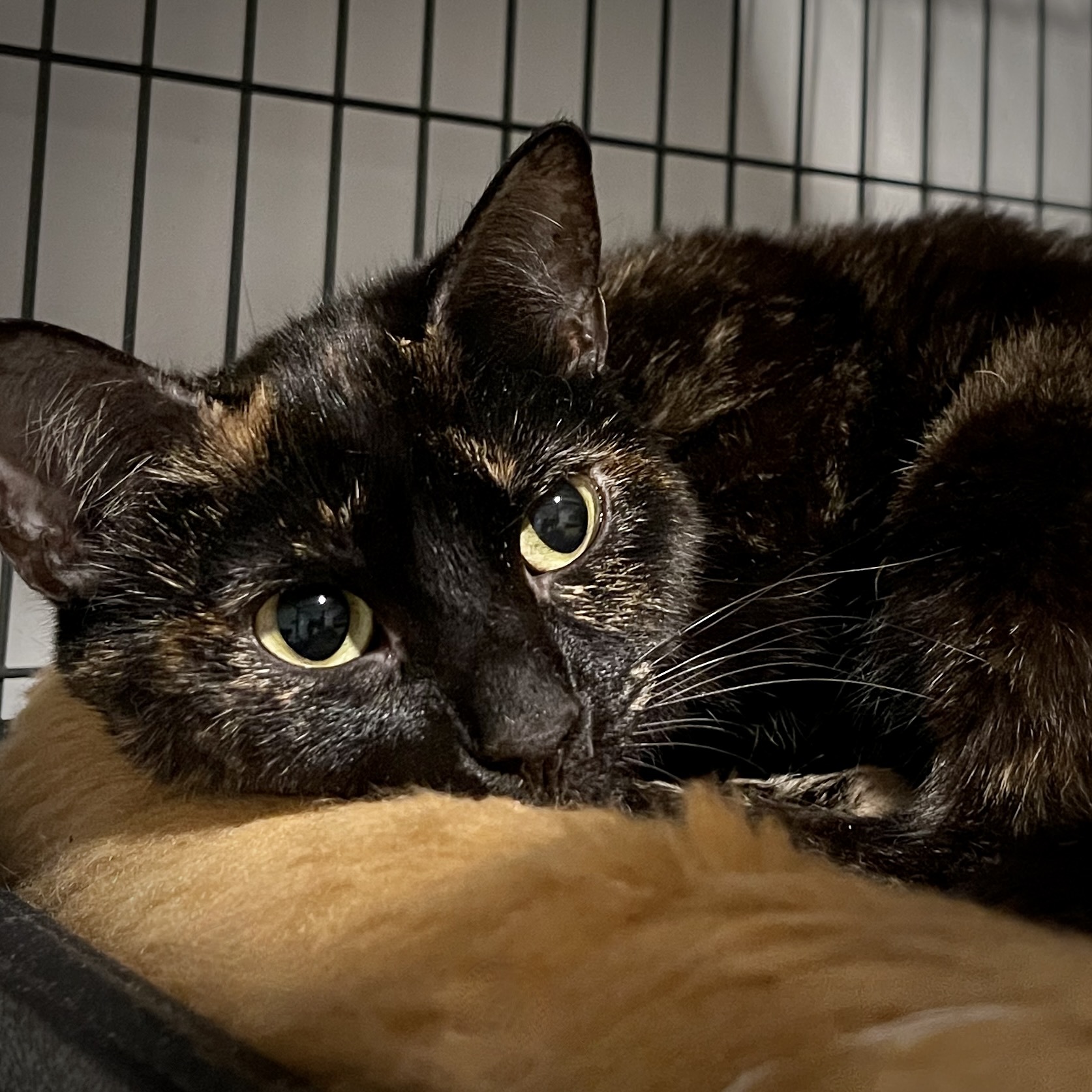 Enlarge Mulcahy, a Adoptable Domestic Short Hair in Los Angeles, CA image 1/4