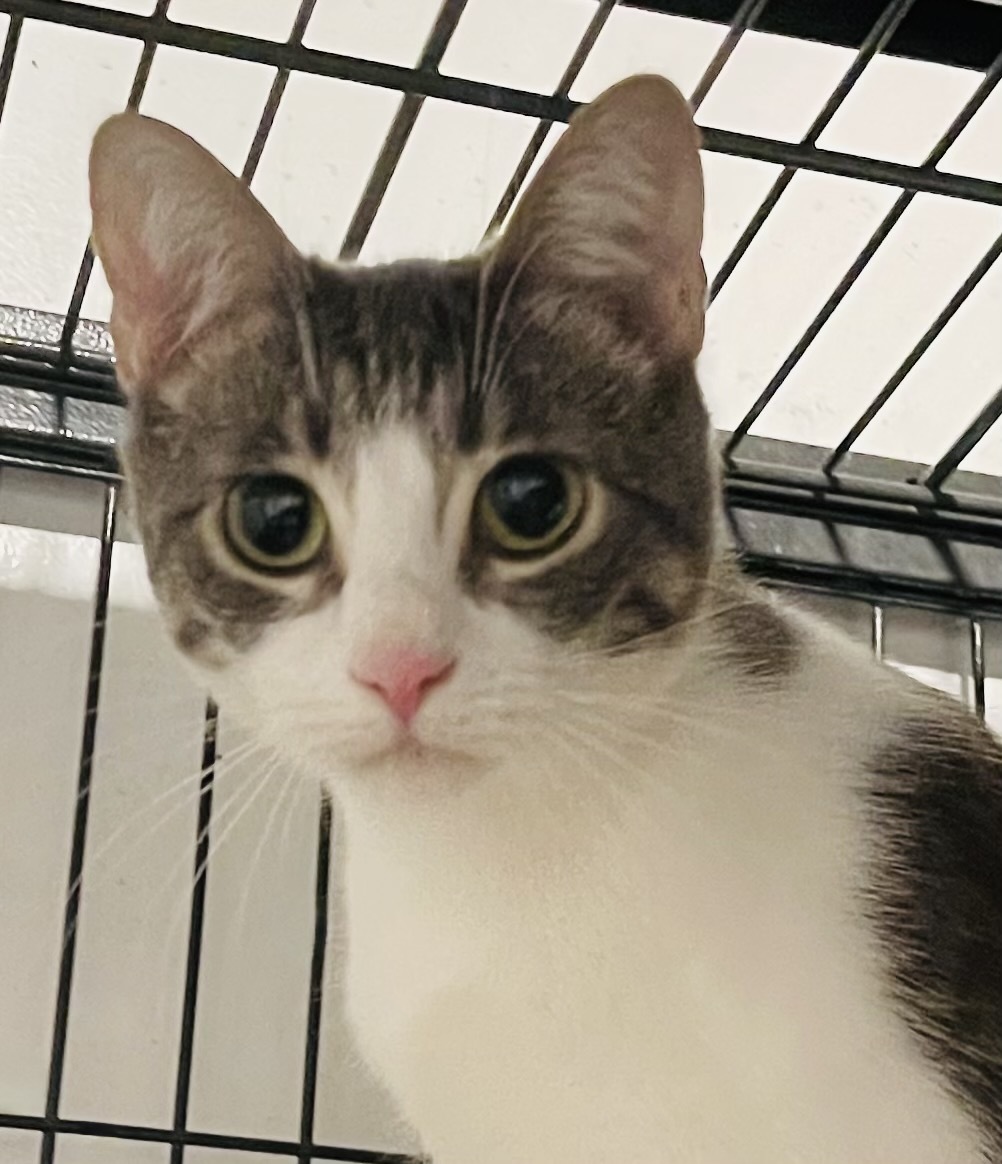 Enlarge Mulcahy, a Adoptable Domestic Short Hair in Los Angeles, CA image 2/4