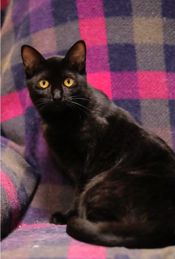 Enlarge Parsley, an adopted Domestic Short Hair in Chicago, IL image 1/1