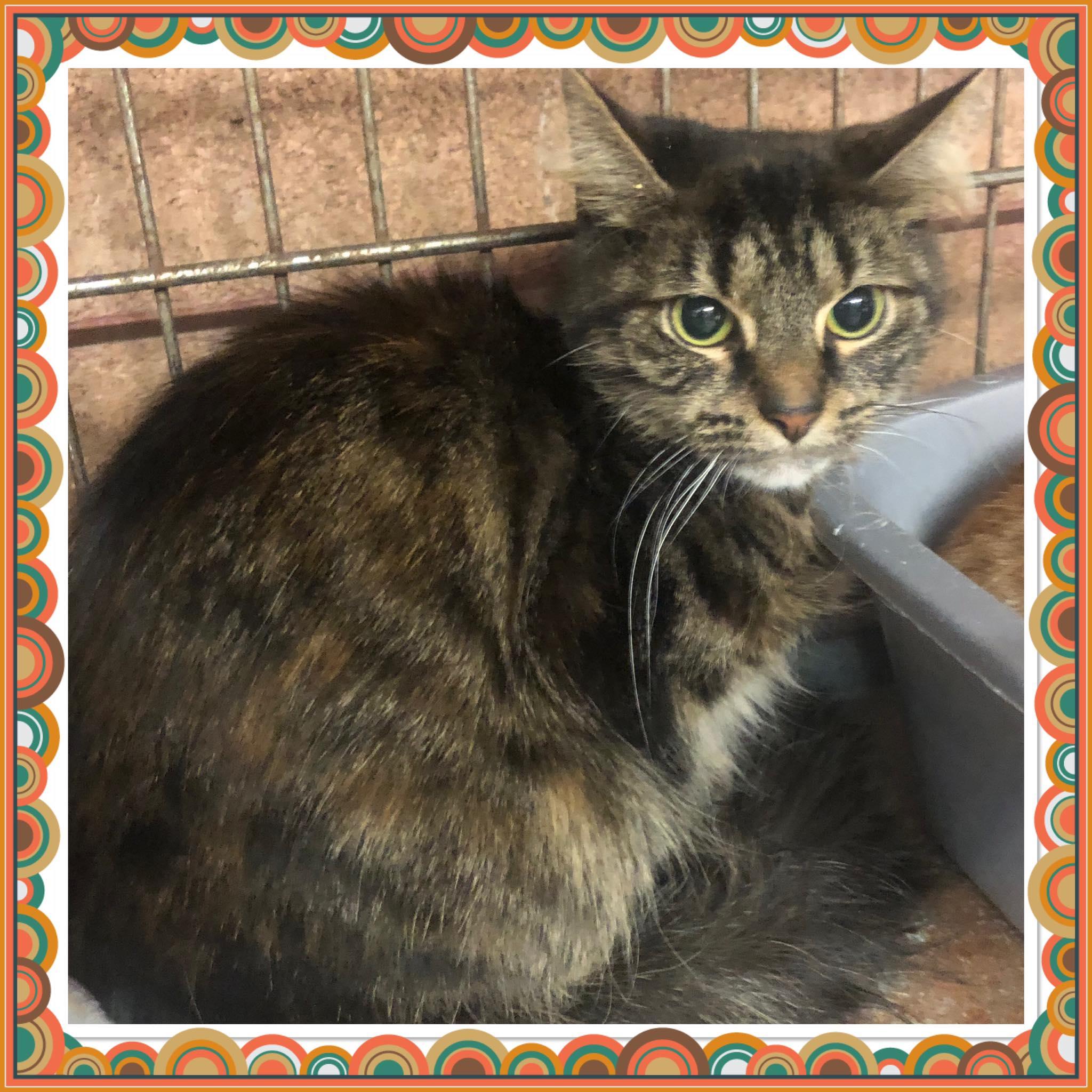 Enlarge INDY, a ADOPTABLE Domestic Medium Hair in Buckhannon, WV image 1/1