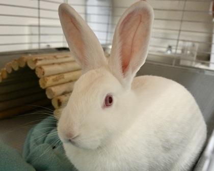 Apple, a Adoptable mixed breed image 1/2