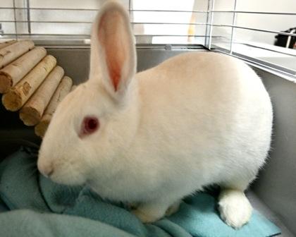 Apple, a Adoptable mixed breed image 2/2