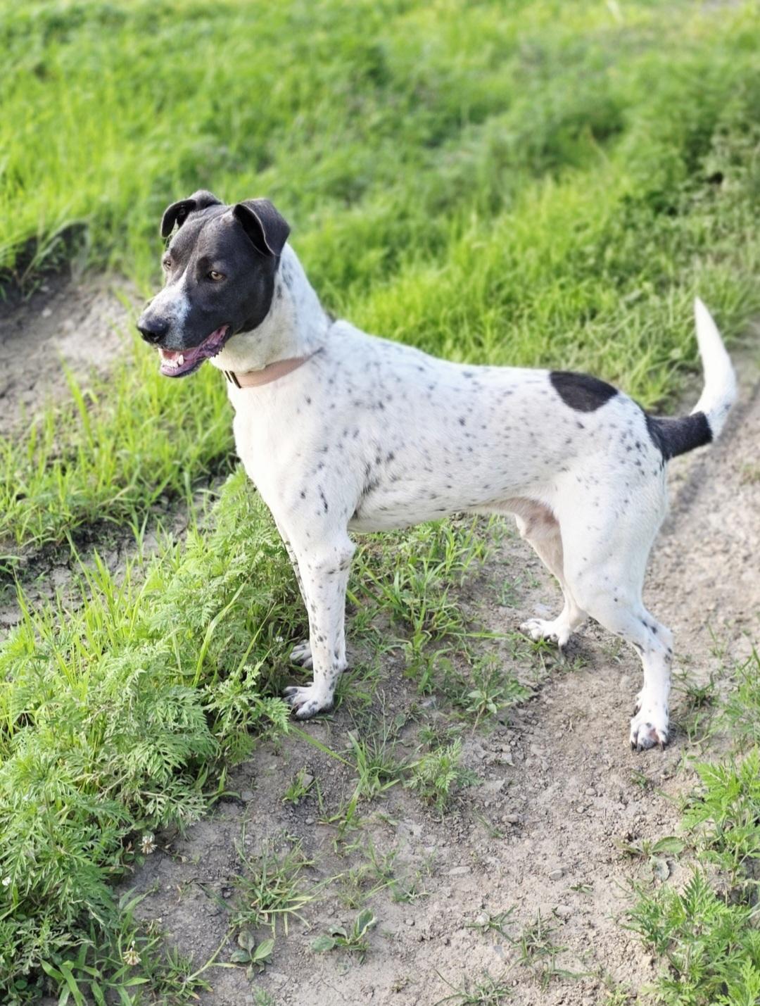 Enlarge Junior *available for adoption special*, a Adoptable mixed breed in Salamanca, NY image 3/5