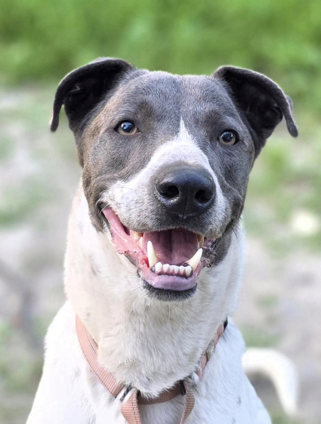 Junior *available for adoption special*, Adoptable, Adult Male Pointer.
