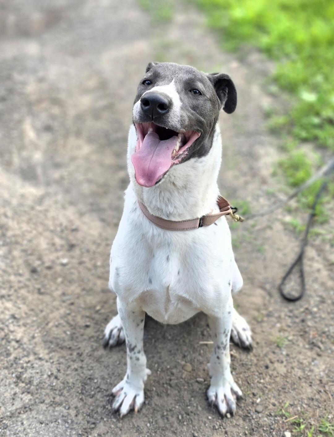 Enlarge Junior *available for adoption special*, a Adoptable mixed breed in Salamanca, NY image 4/5