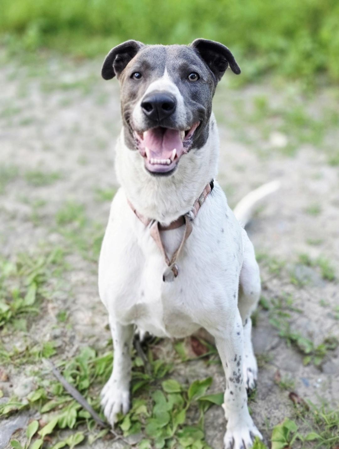 Enlarge Junior *available for adoption special*, a Adoptable mixed breed in Salamanca, NY image 2/5