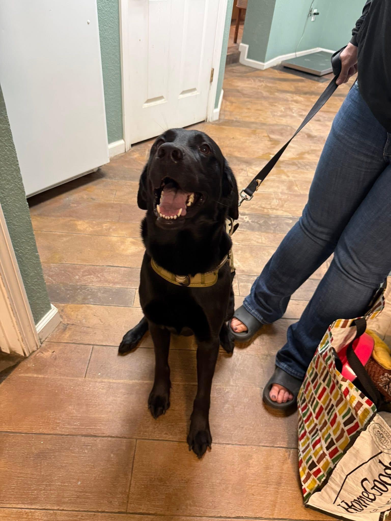Diesel, a ADOPTABLE mixed breed in Elkton, MD image 4/6