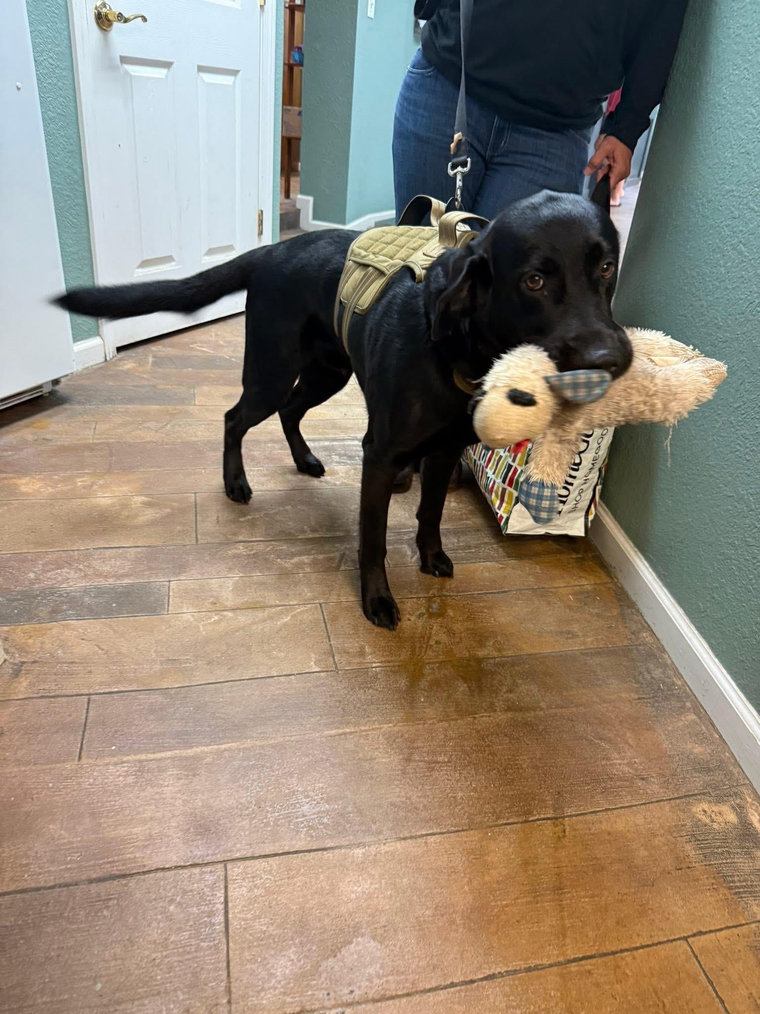 Diesel, a ADOPTABLE mixed breed in Elkton, MD image 3/6