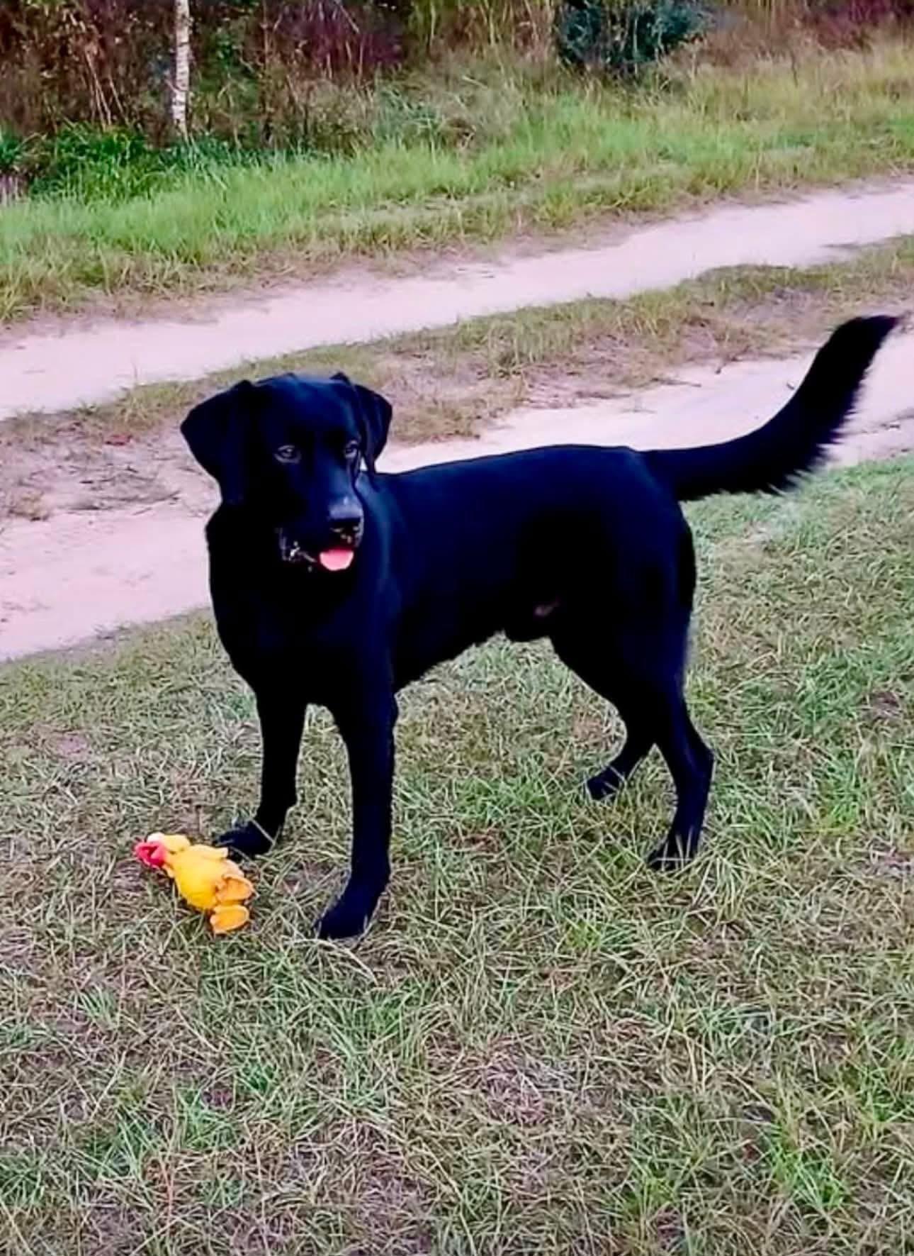 Diesel, a ADOPTABLE mixed breed in Elkton, MD image 5/6