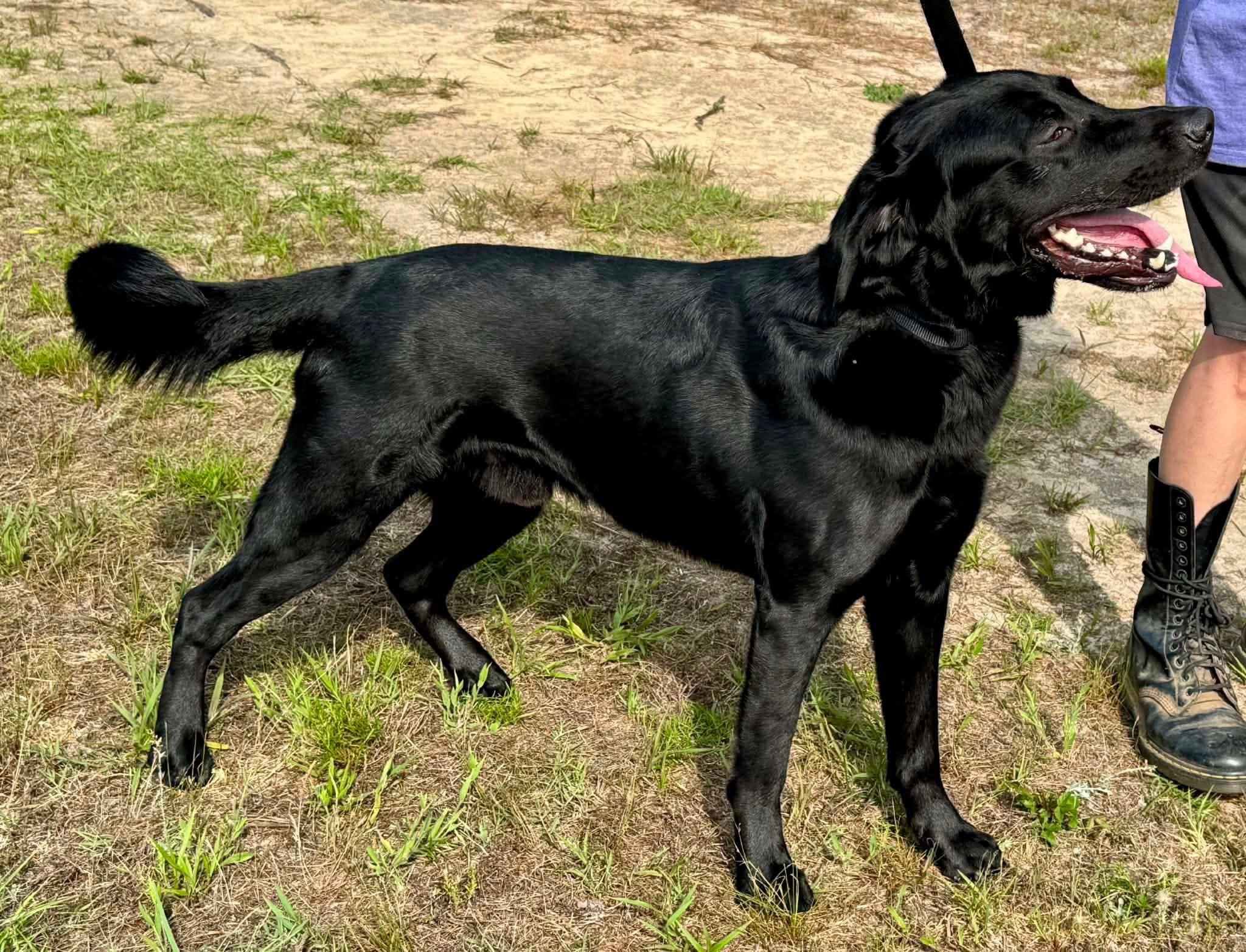 Diesel, a ADOPTABLE mixed breed in Elkton, MD image 2/6