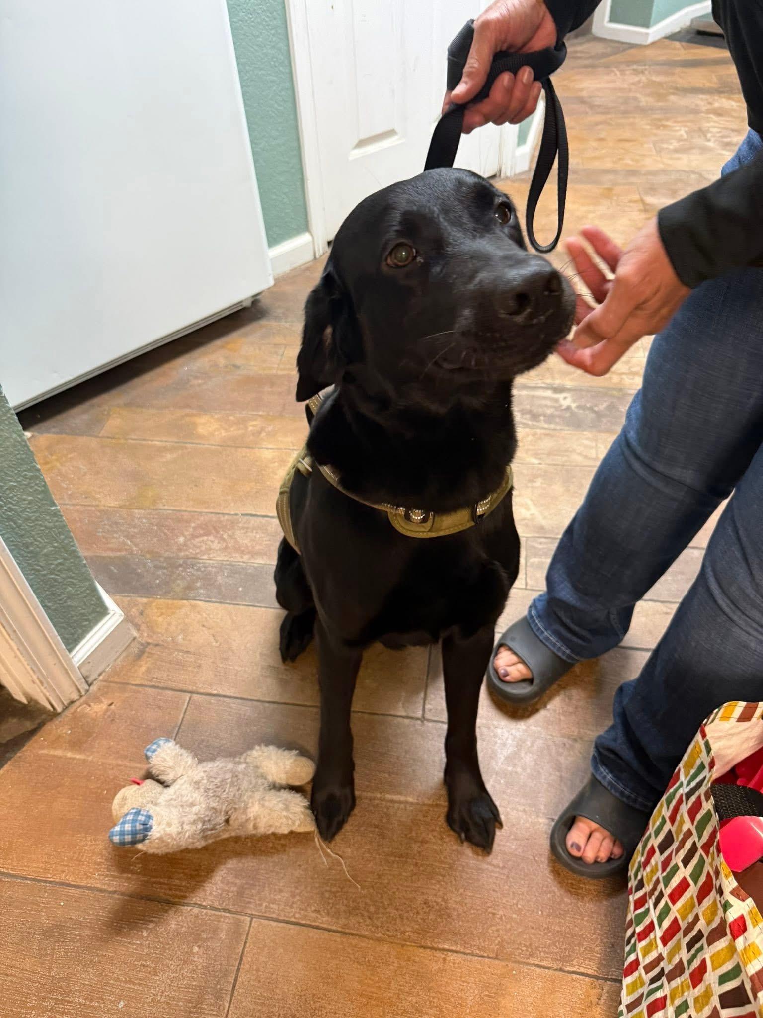 Diesel, ADOPTABLE, Adult Male Labrador Retriever.