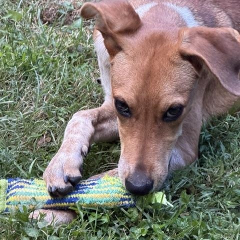 Enlarge Snickers, a Adoptable mixed breed in Brookeville, MD image 6/6