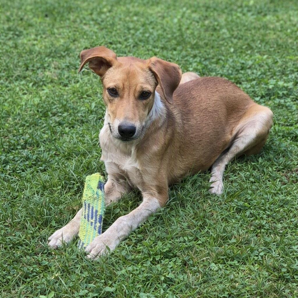 Enlarge Snickers, a Adoptable mixed breed in Brookeville, MD image 5/6