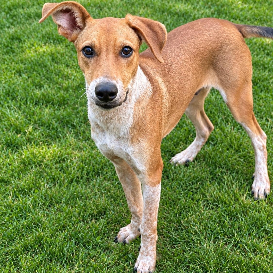 Enlarge Snickers, a Adoptable mixed breed in Brookeville, MD image 4/6