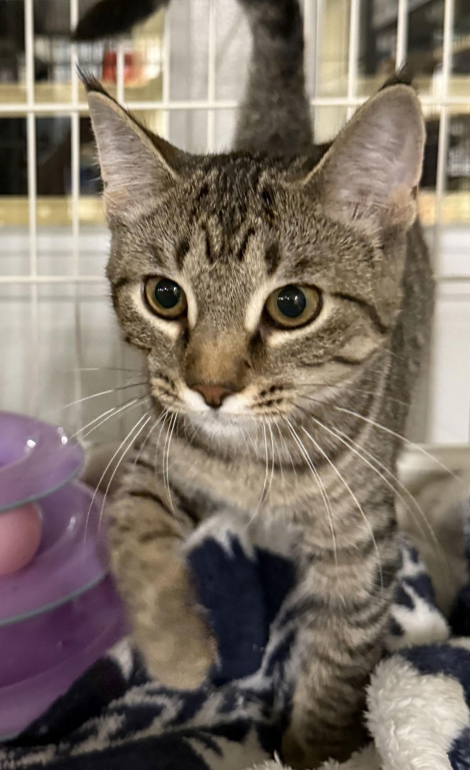 Amanda, Adoptable, Kitten Female Domestic Short Hair & Tabby.
