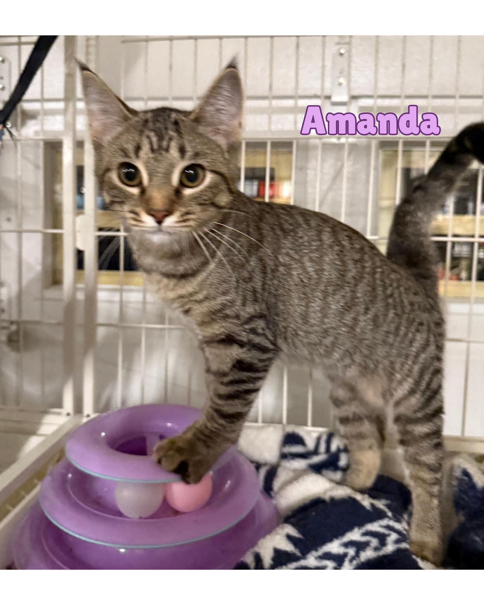 Enlarge Amanda, a Adoptable mixed breed in Traverse City, MI image 3/3