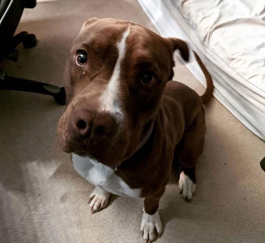 Rusty, Adoptable, Young Male Pit Bull Terrier & Chocolate Labrador Retriever.