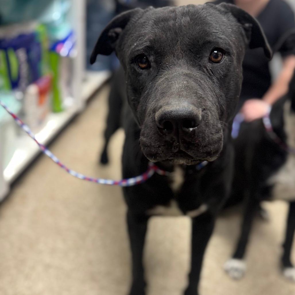 Enlarge Pilot, a Adoptable mixed breed in Kingman, AZ image 1/5