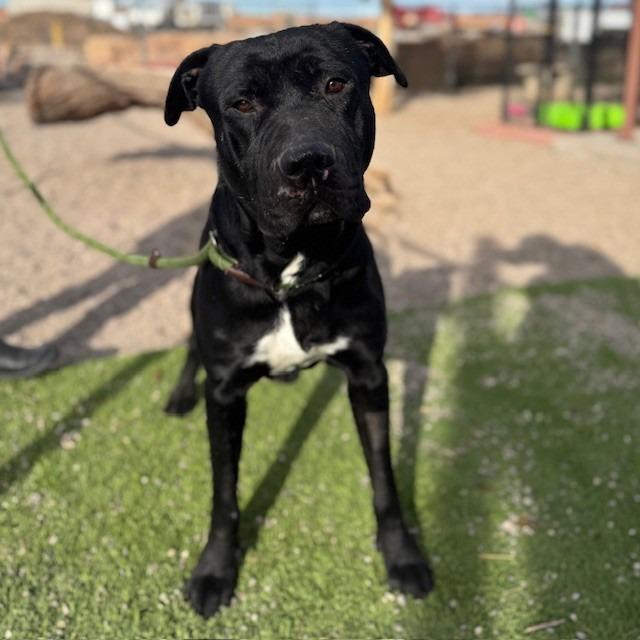 Enlarge Pilot, a Adoptable mixed breed in Kingman, AZ image 2/5