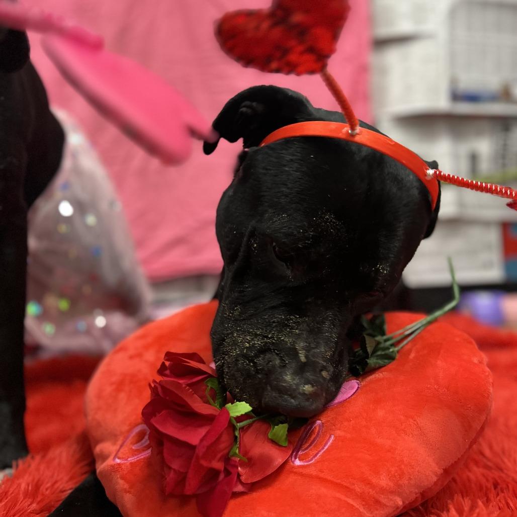 Enlarge Pilot, a Adoptable mixed breed in Kingman, AZ image 3/5