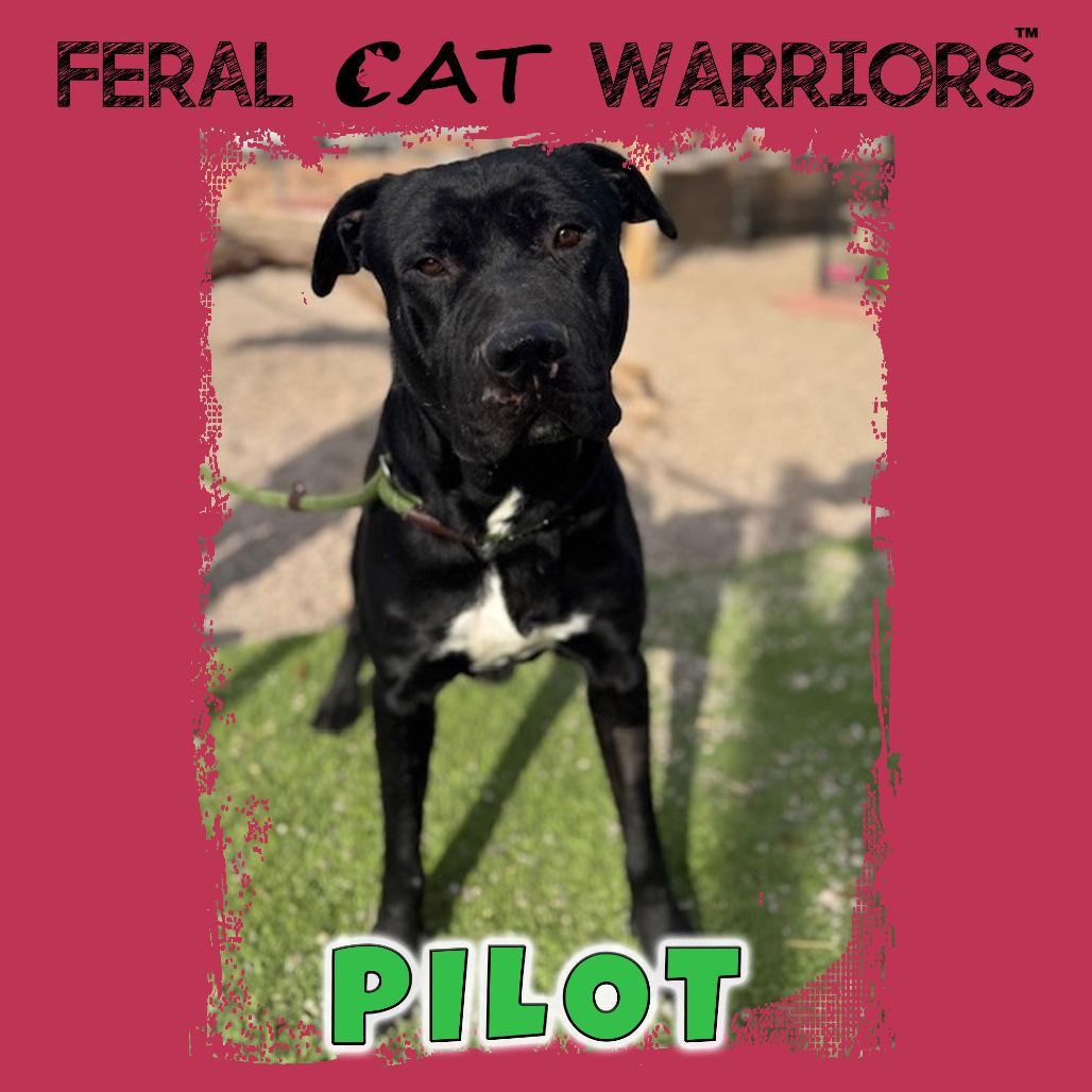 Enlarge Pilot, a Adoptable mixed breed in Kingman, AZ image 4/5