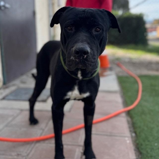 Enlarge Pilot, a Adoptable mixed breed in Kingman, AZ image 5/5