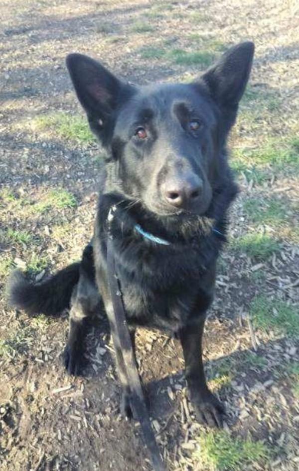Thorn, Adoptable, Adult Male German Shepherd Dog.