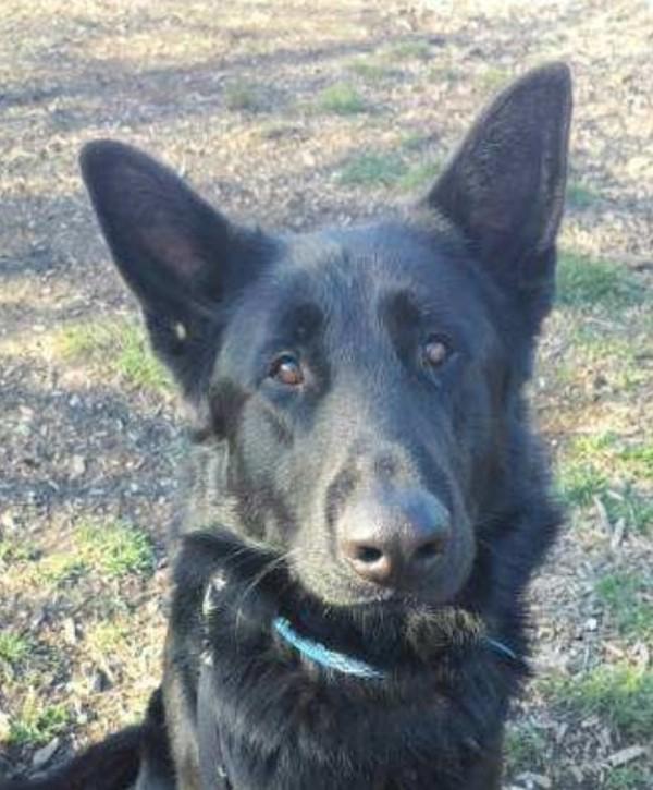 Enlarge Thorn, a Adoptable mixed breed in Salem, OR image 2/2