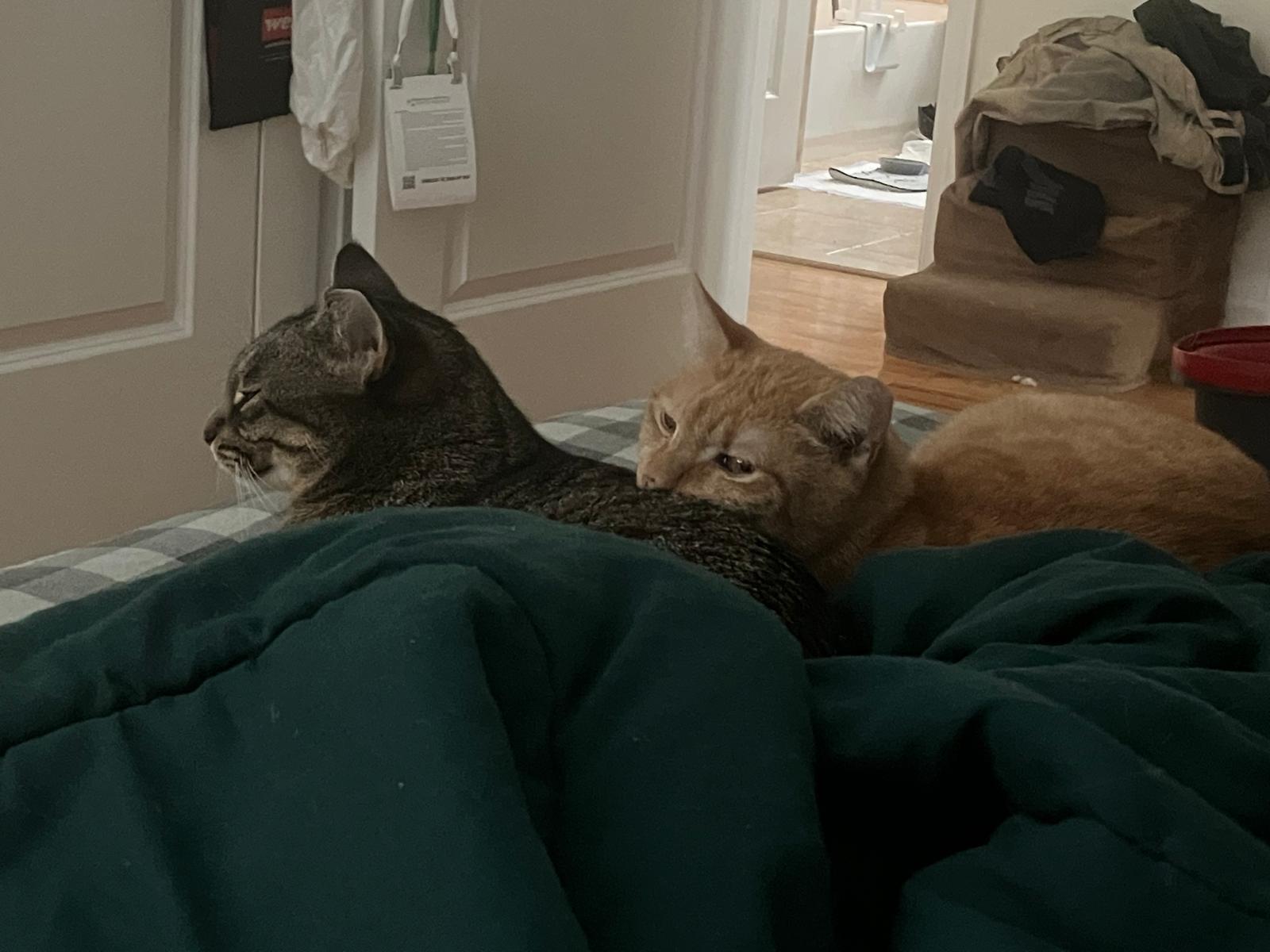 Amelia & Saba (bonded pair)