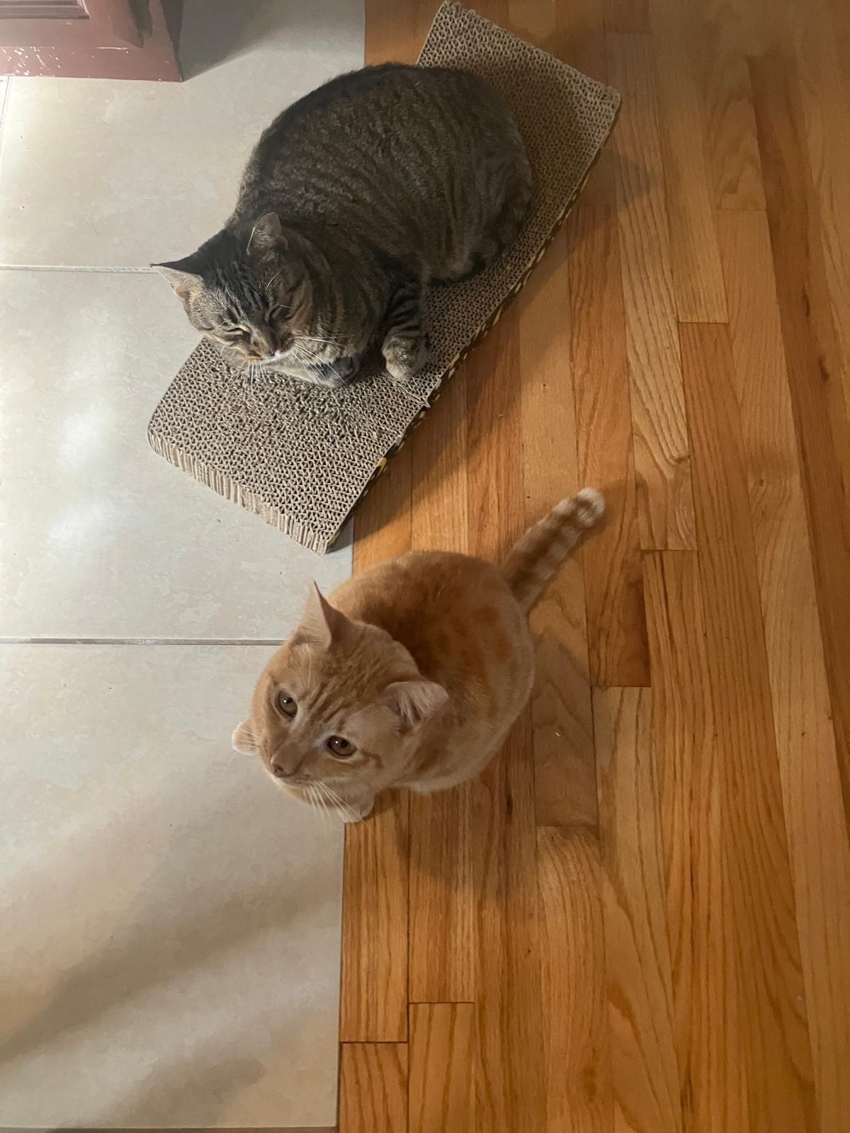 Enlarge Amelia & Saba (bonded pair), a ADOPTABLE American Shorthair in Jersey City, NJ image 4/6