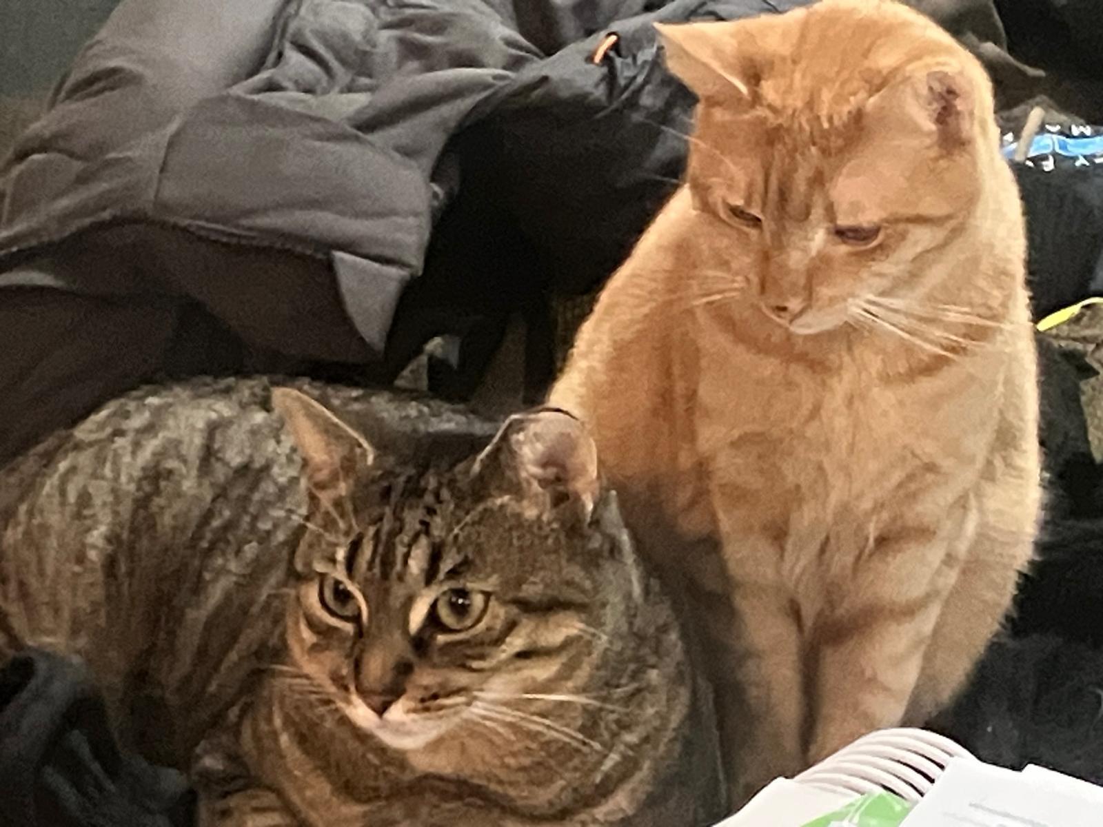 Enlarge Amelia & Saba (bonded pair), a ADOPTABLE American Shorthair in Jersey City, NJ image 5/6