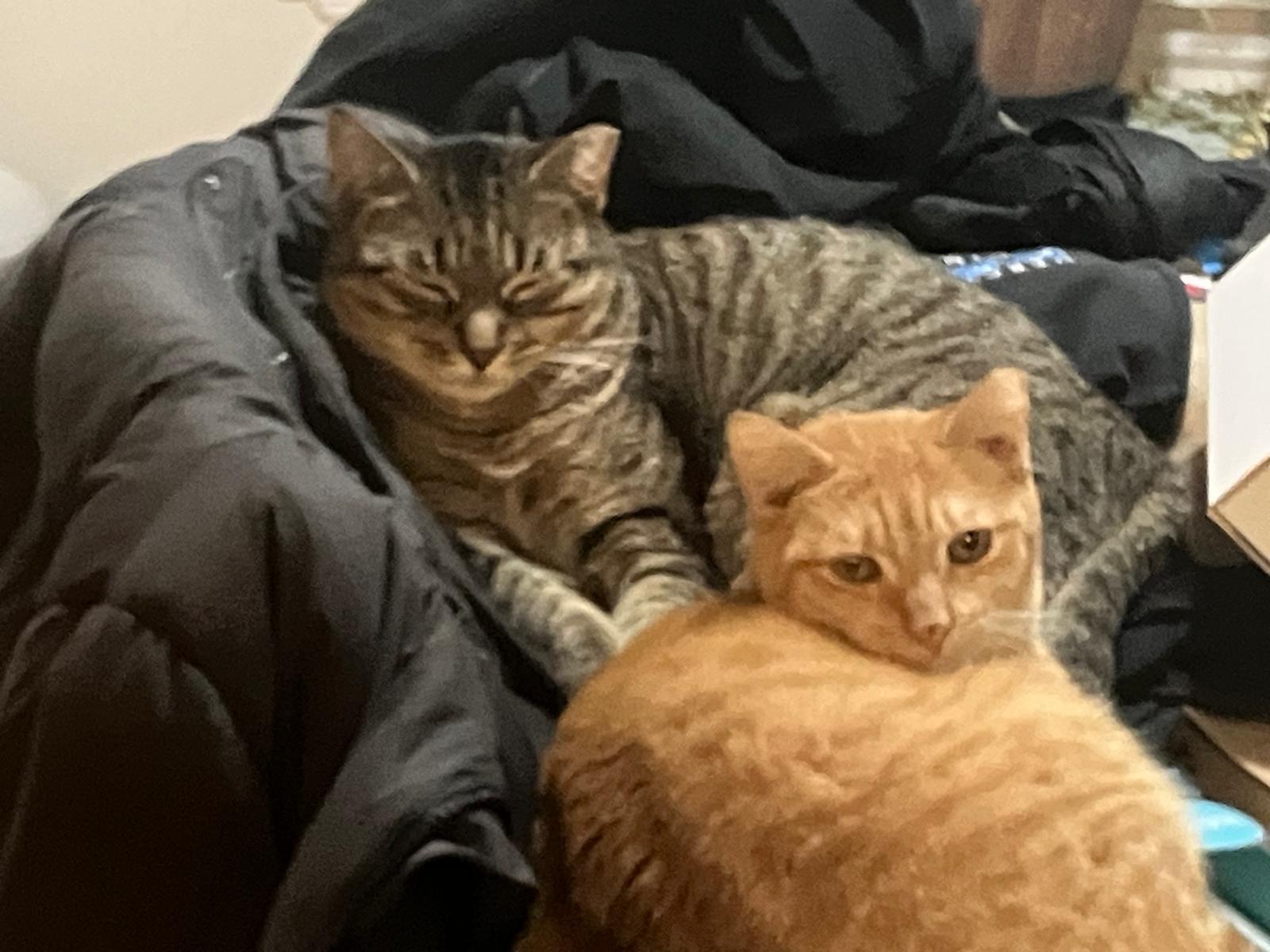 Enlarge Amelia & Saba (bonded pair), a ADOPTABLE American Shorthair in Jersey City, NJ image 2/6