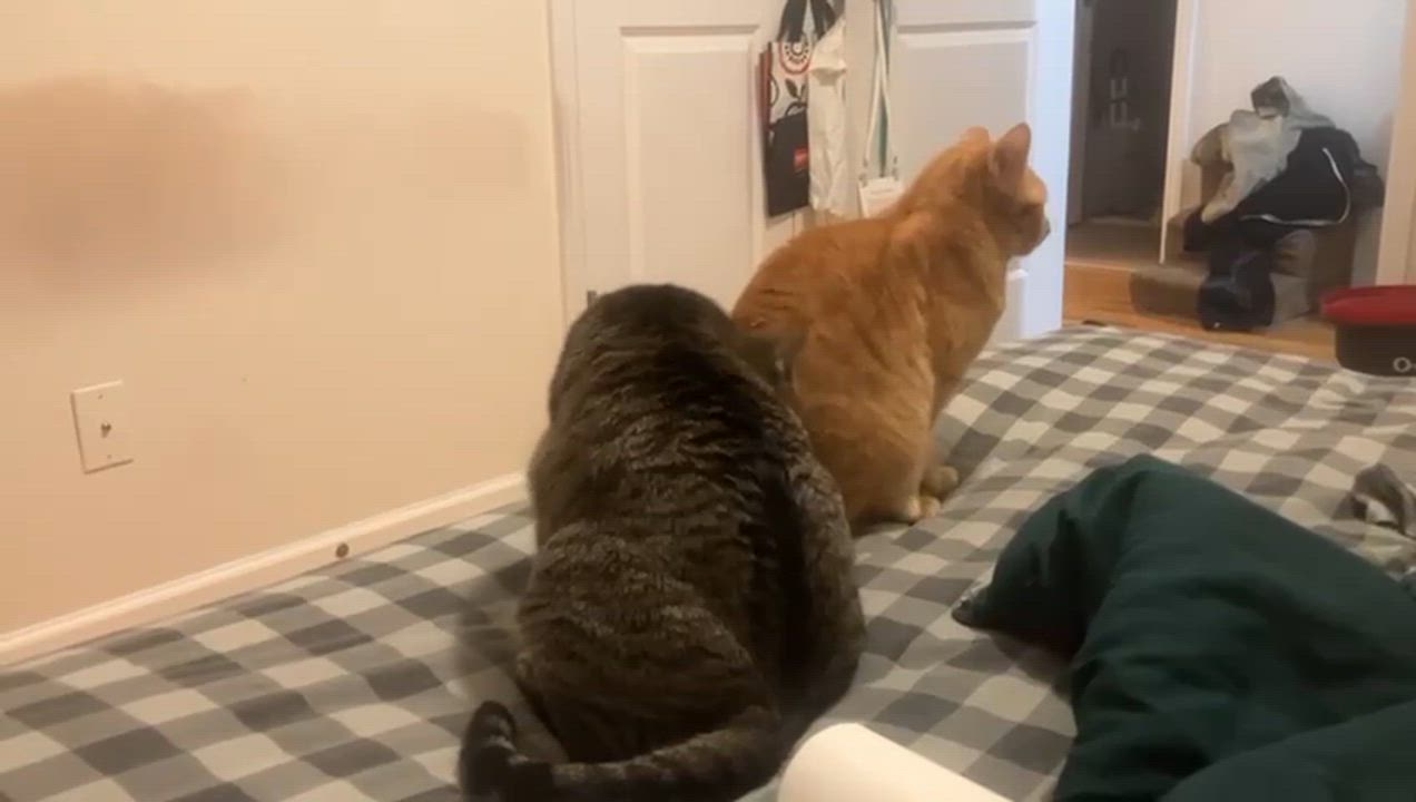 Enlarge Amelia & Saba (bonded pair), a ADOPTABLE American Shorthair in Jersey City, NJ video 1/6