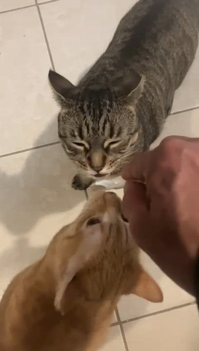 Enlarge Amelia & Saba (bonded pair), a ADOPTABLE American Shorthair in Jersey City, NJ video 3/6