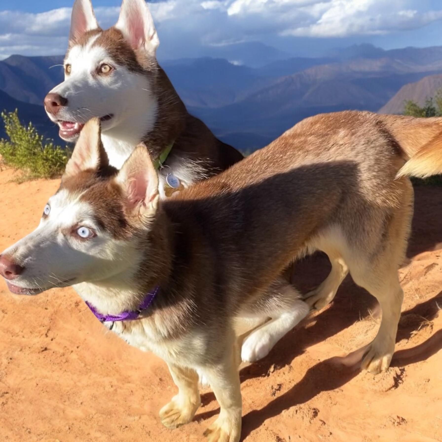 KAHLUA, Baby Female Siberian Husky