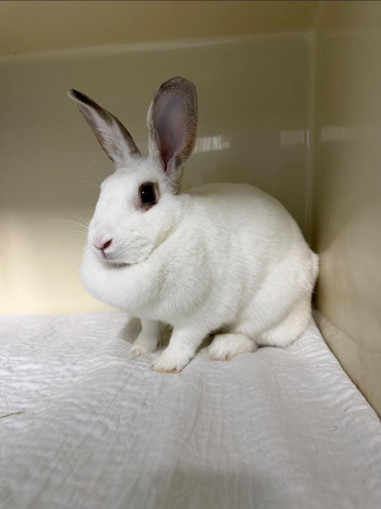 Enlarge Dimples, a Adoptable Bunny Rabbit in Cincinnati, OH image 1/2