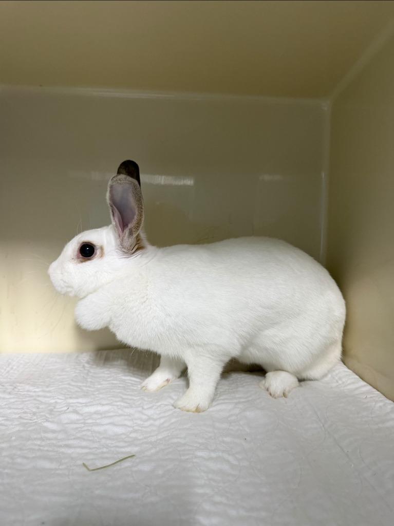 Enlarge Dimples, a Adoptable Bunny Rabbit in Cincinnati, OH image 2/2