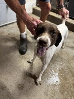 Sue - Foster Needed!, Adoptable, Adult Female German Shorthaired Pointer.