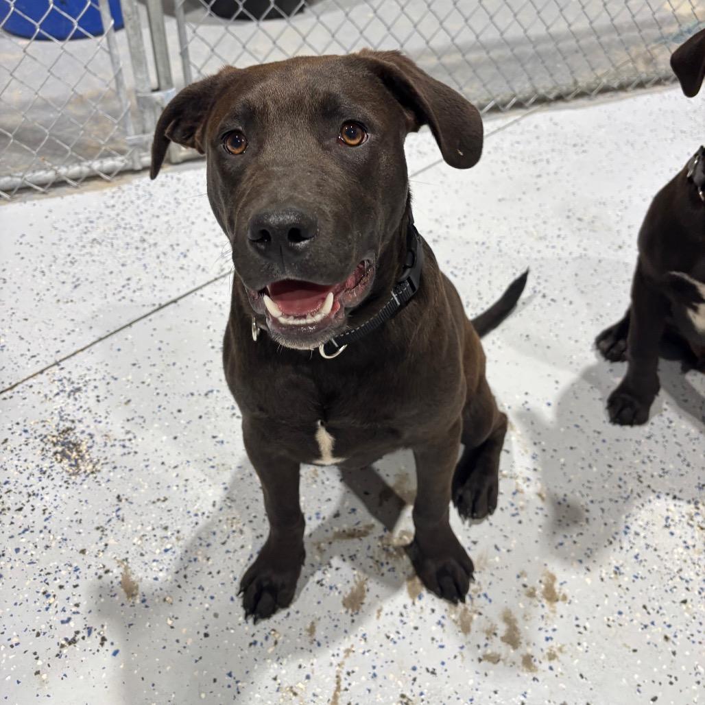 Enlarge Maximus, a Adoptable mixed breed in Drumheller, AB image 1/1