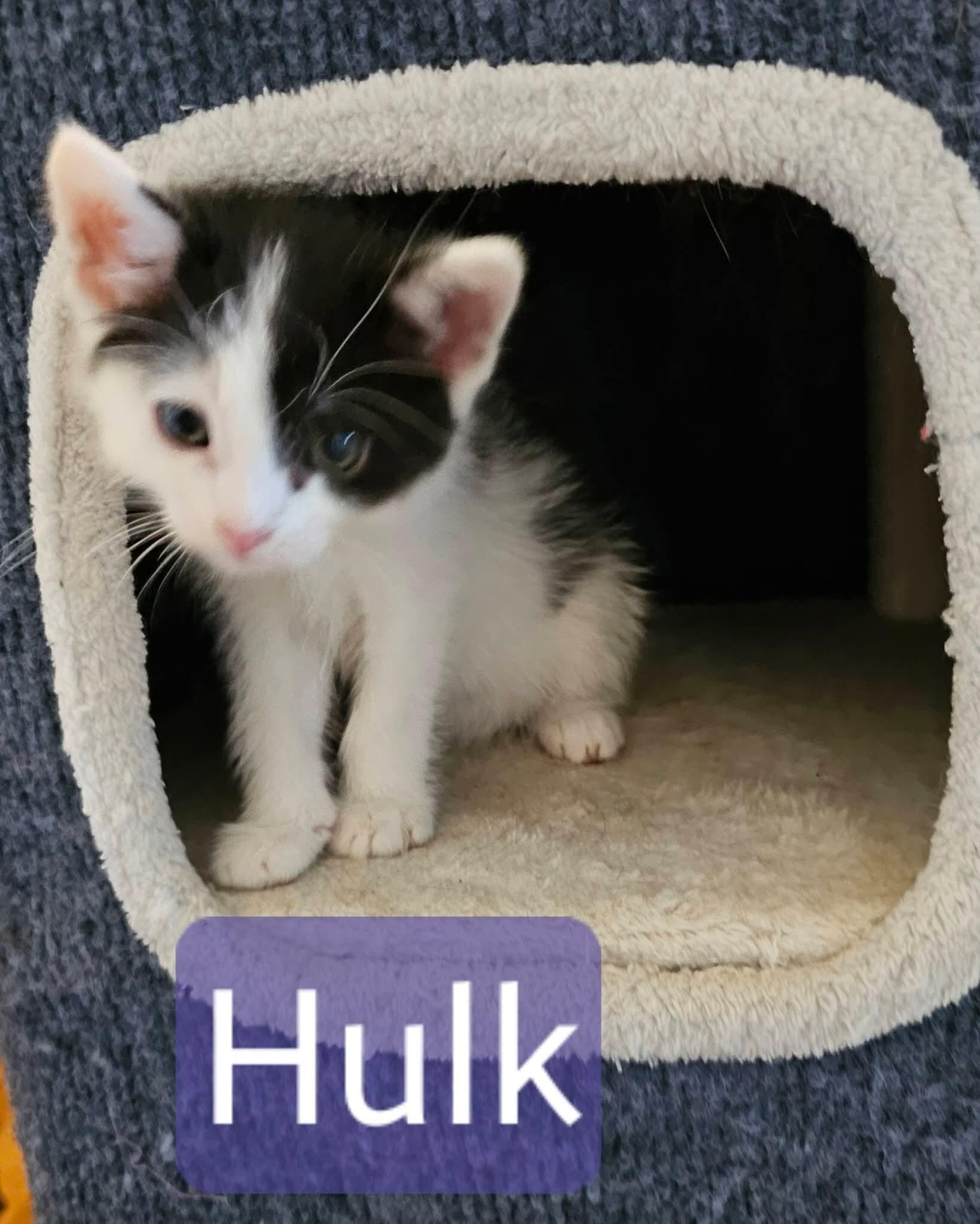 Hulk, Adoptable, Young Male Domestic Short Hair.