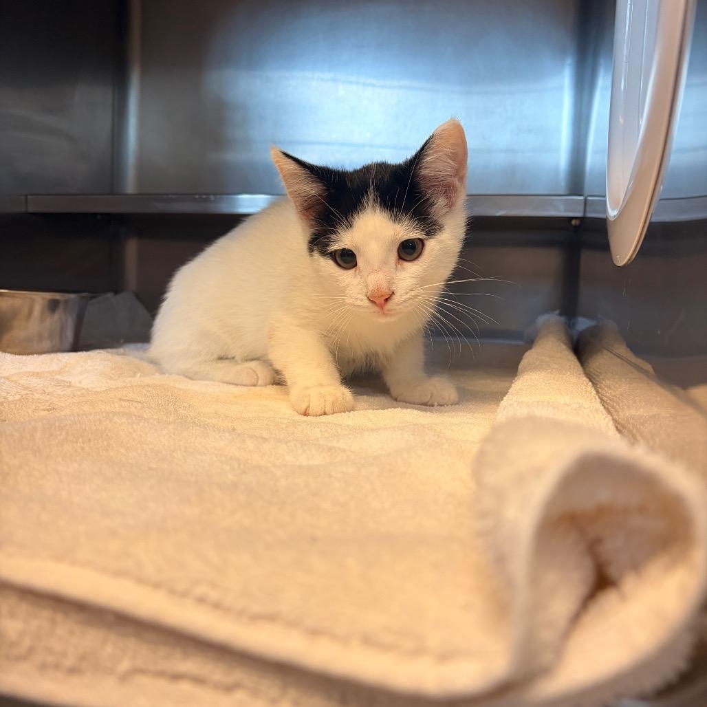 Enlarge Primrose, a Adoptable Domestic Short Hair in Bristol, IN image 1/1