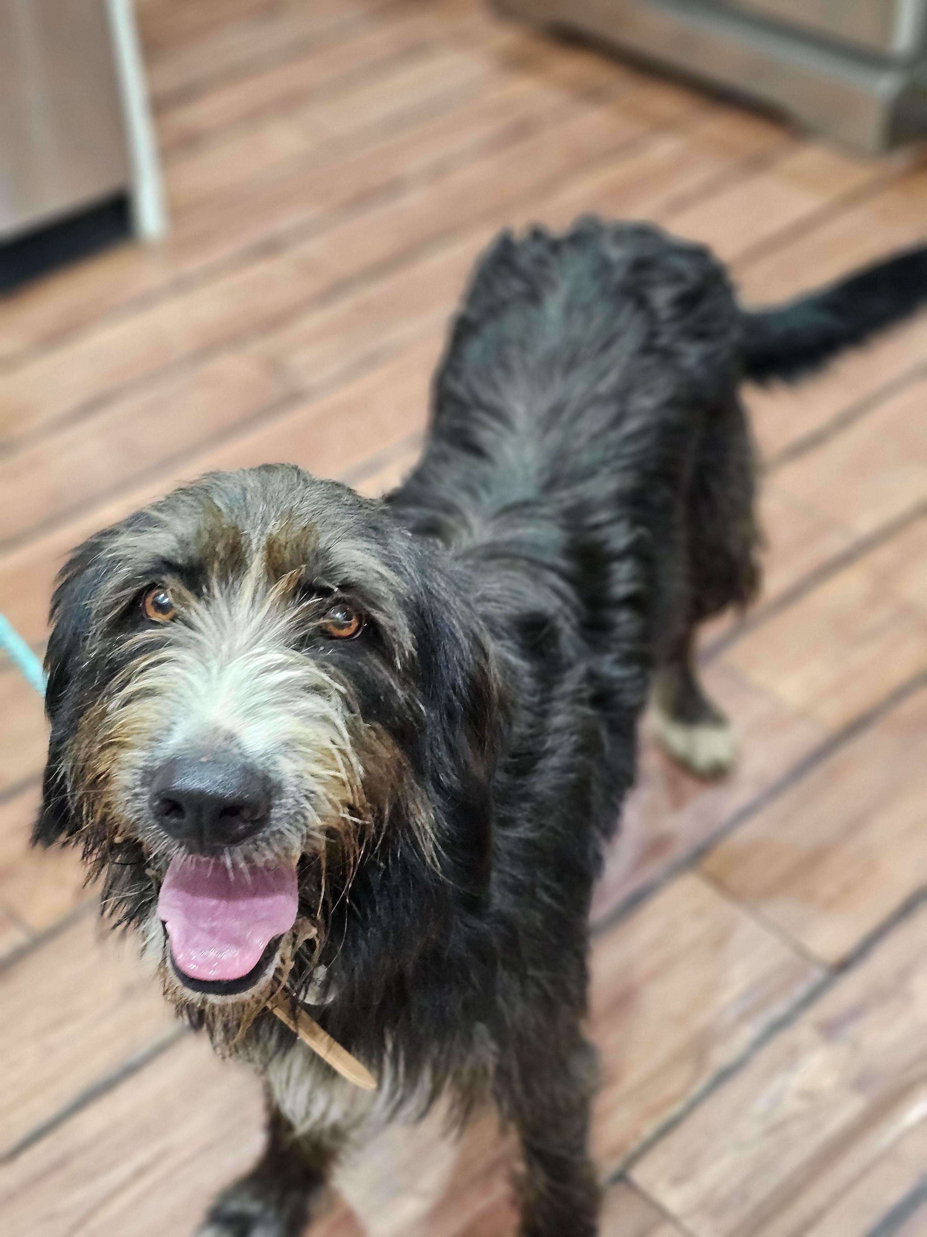 Archie Springfield, an adoptable Briard, Aussiedoodle in Springfield , IL, 62711 | Photo Image 6