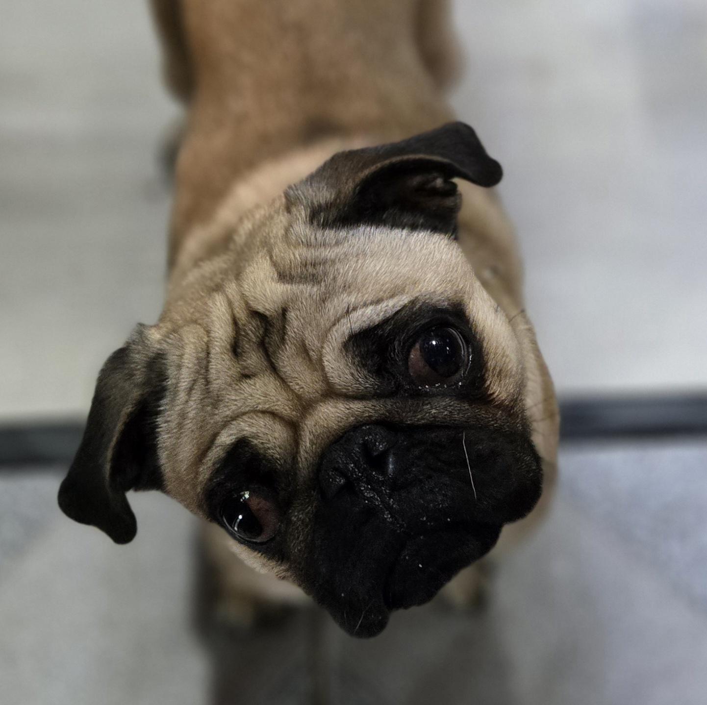 Chaos, adopted, Young Male Pug.